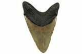 Fossil Megalodon Tooth - North Carolina #258755-2